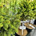 Smrek obyčajný (Picea abies) ´WILLS ZWERG´ - výška 60-90 cm, kont. C7,5L - NA KMIENKU